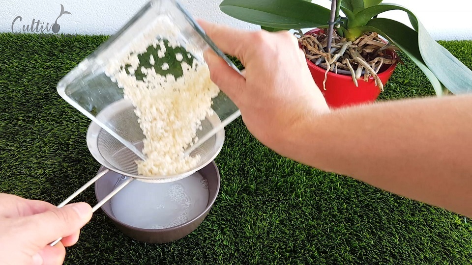 arroz en plantas